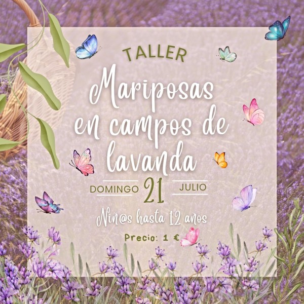 Mariposas en campos de lavanda